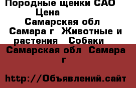Породные щенки САО   › Цена ­ 25 000 - Самарская обл., Самара г. Животные и растения » Собаки   . Самарская обл.,Самара г.